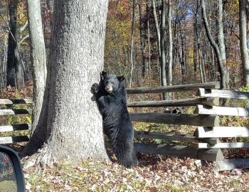 Black Bear at Deep Creek Lake