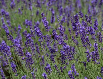 Deep Creek Lavender Farm
