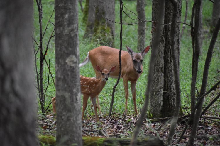 Share Your Memories of Deep Creek Lake